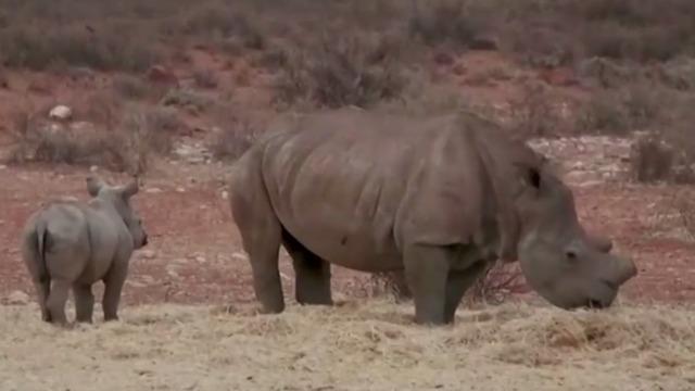 cbsn-fusion-rhino-poaching-surges-aross-africa-amid-virus-pandemic-thumbnail-471120-640x360.jpg 