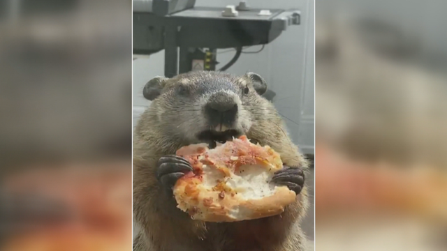 philadelphia groundhog pizza