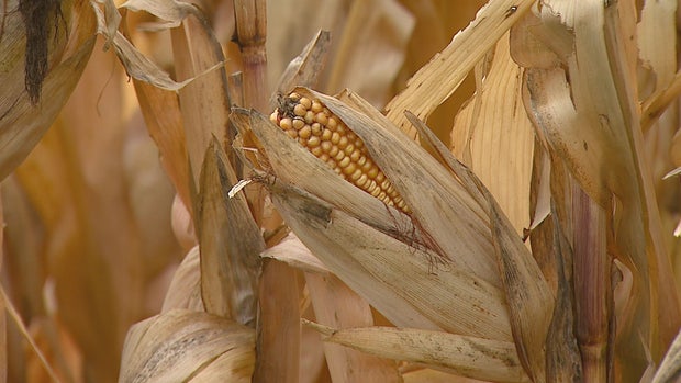 FARM INDUSTRY 10.transfer_frame_0 