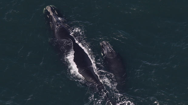 whale and calf 