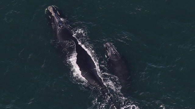 whale-and-calf.jpg 