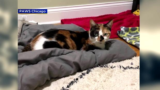 PAWS Pet of the Week: Emme 