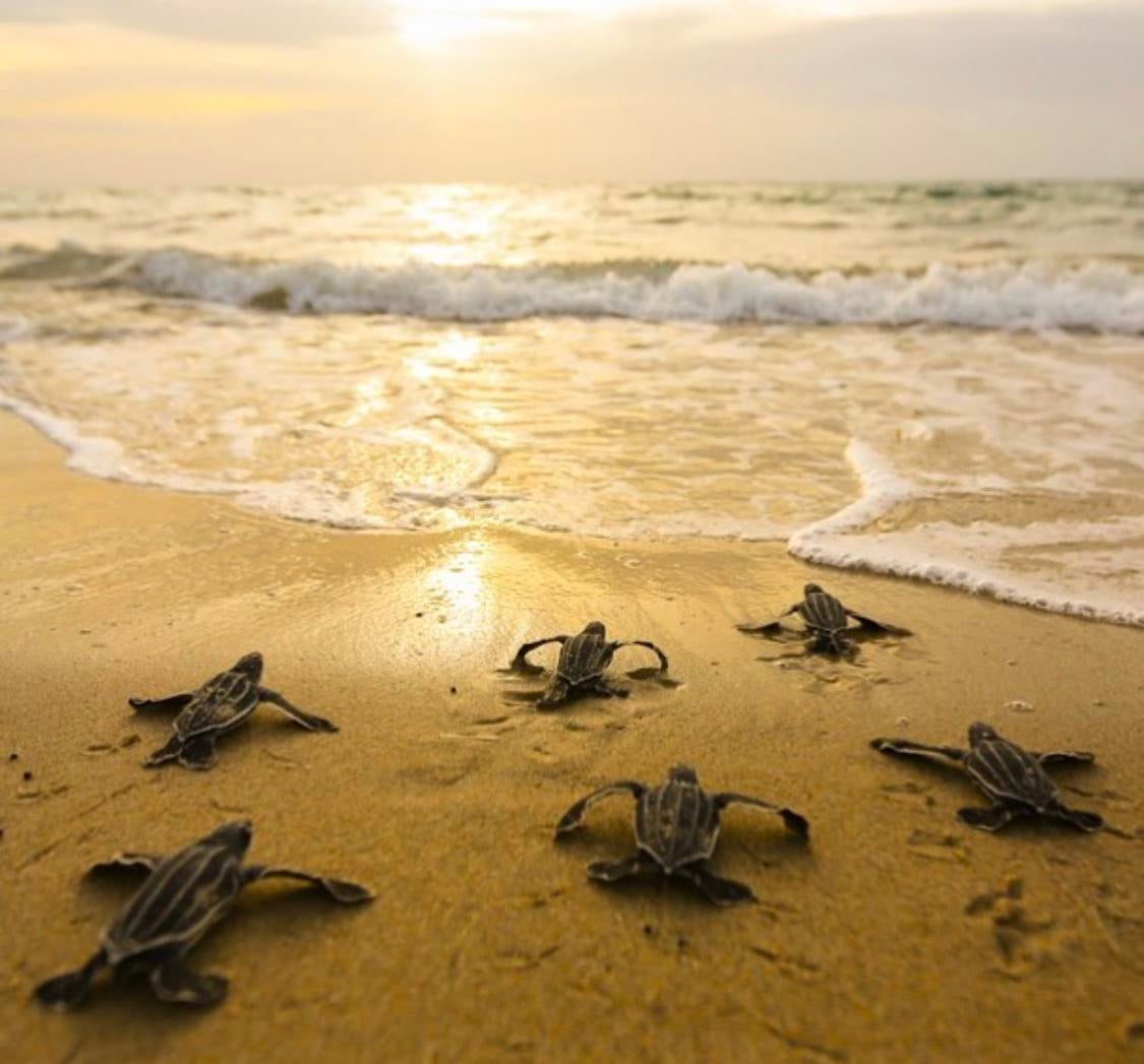 Sea turtles are finally thriving now that people are stuck indoors ...