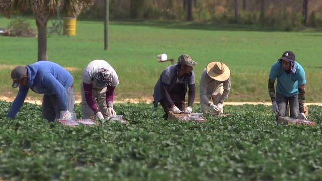 cbsn-fusion-us-farmworkers-put-their-lives-on-the-line-during-covid-19-pandemic-thumbnail-472892-640x360.jpg 