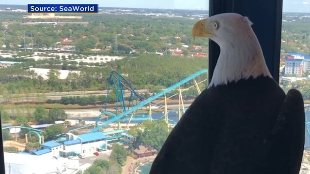 seaworld-eagle-2.jpg 