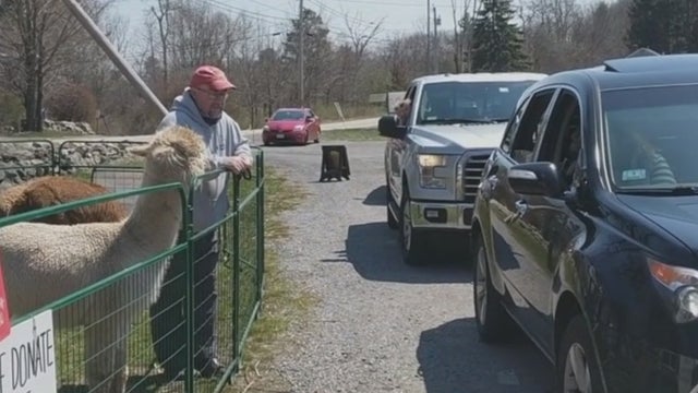 Alpaca-2.jpg 