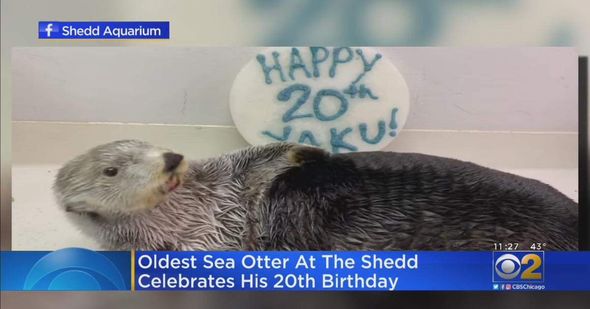 happy birthday sea otter