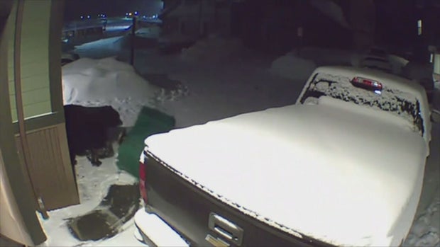 BEARS WAKING UP 6PKG.transfer_frame_725 