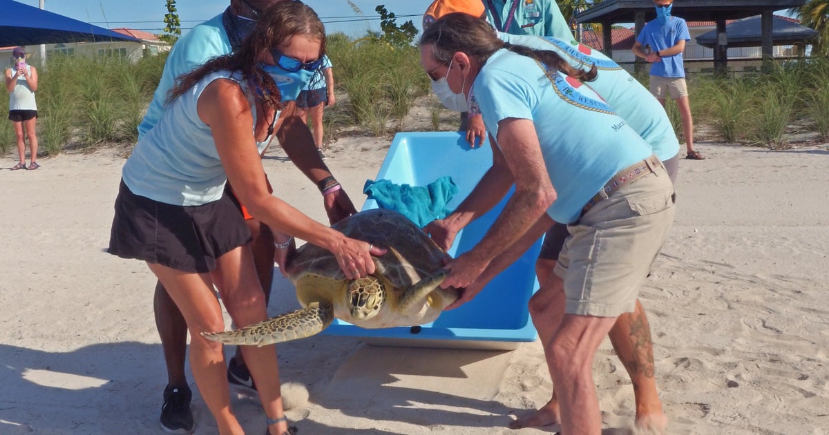 In Honor Of Earth Day, Rehabbed Sea Turtle Released Off Marathon - CBS ...