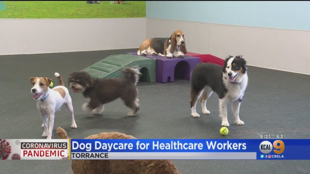 pups.jpg 
