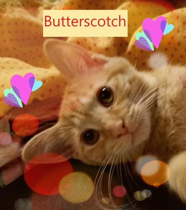 butterscotch-oots 