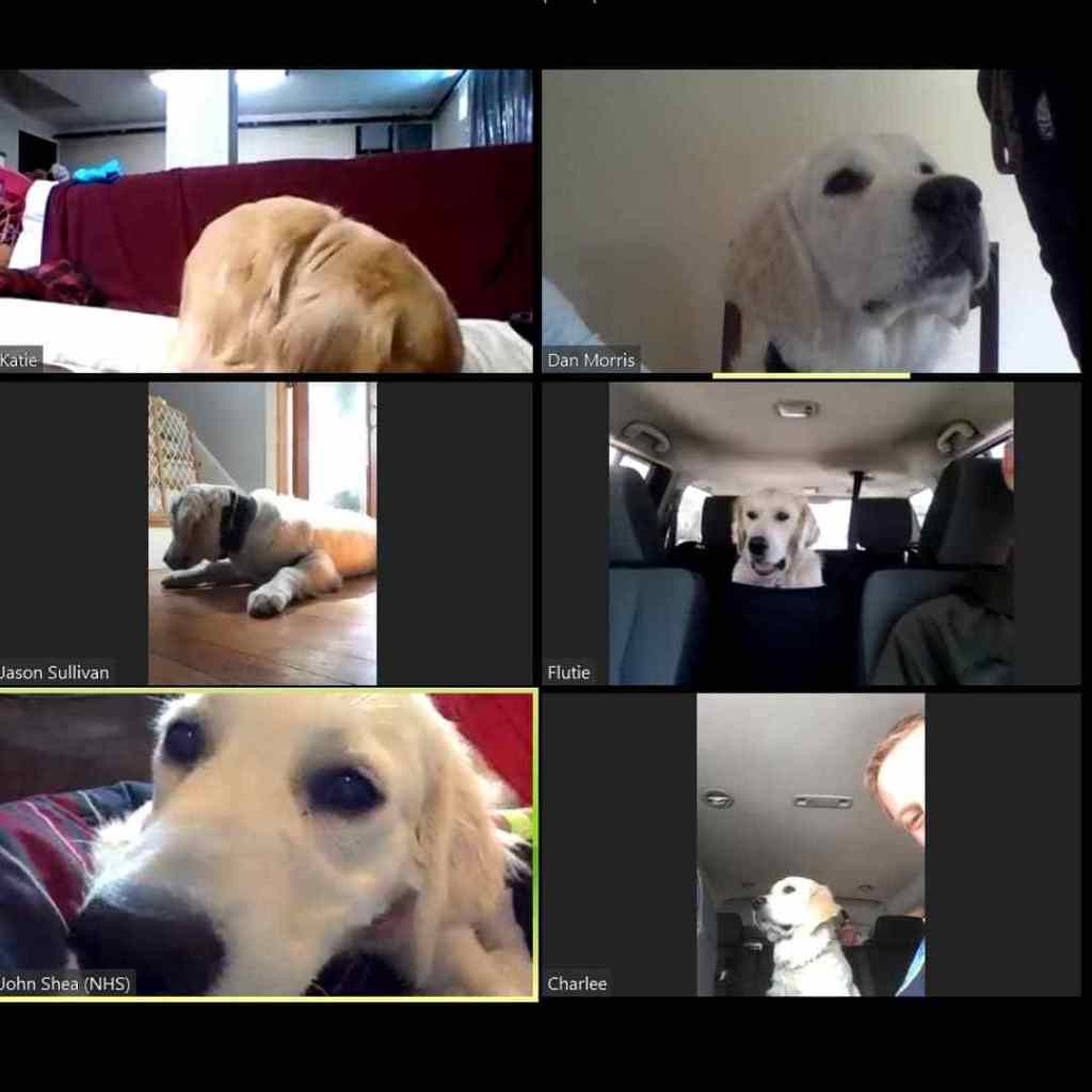 Police Comfort Dogs Meet Up Through Zoom Meeting CBS Boston