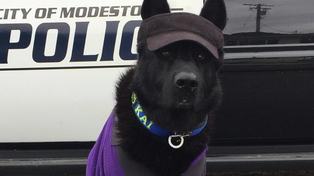Rest easy': Outpouring of love for recently retired North Bay K9 that died  suddenly