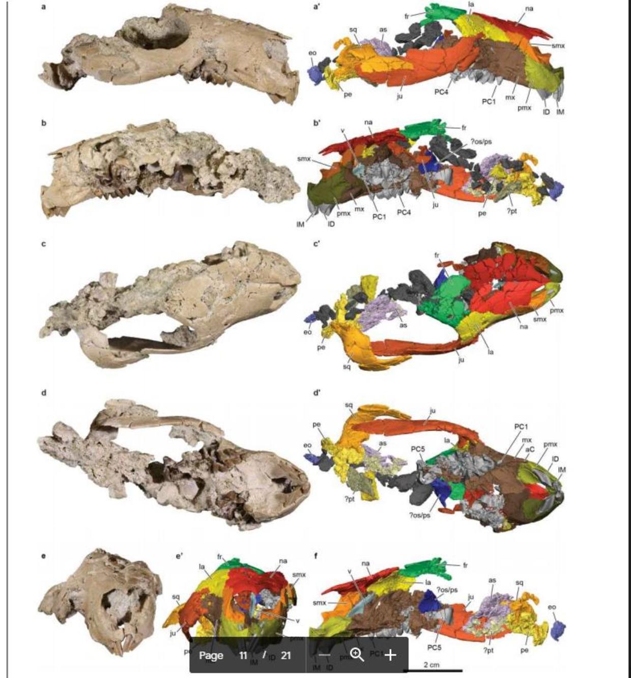 Newly-Identified Prehistoric Mammal Has Features Never Seen Before