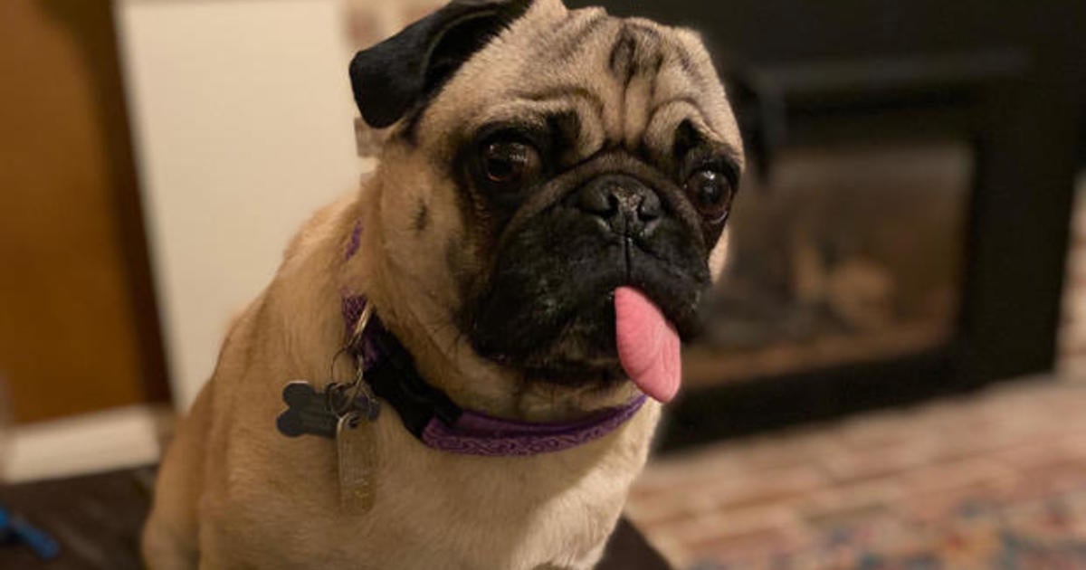 Coronavirus Pets: Winston The Pug Apparently First Dog In US To Test ...