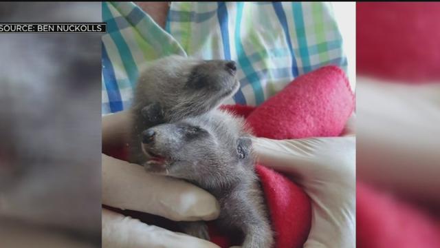 baby-raccoons.jpg 