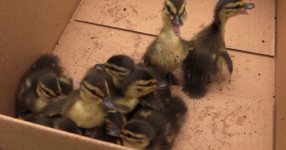 So Cute: New Castle Firefighters Rescue Ducklings From Storm Drain ...