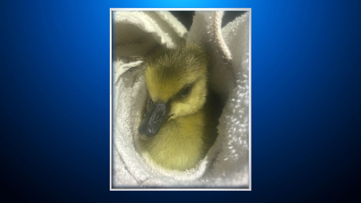 West Metro Fire Crews Rescue Duckling From Storm Drain - CBS Colorado