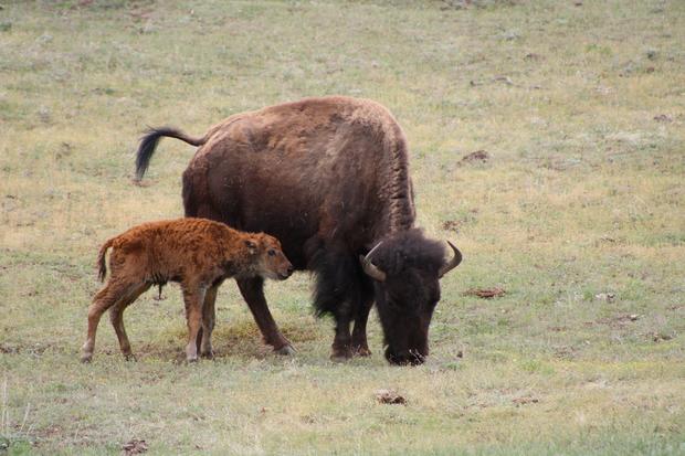 bisoncalf_7_043020_1220pm 