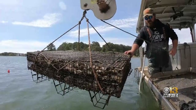 oysters-3-generic-5.5.20.jpg 