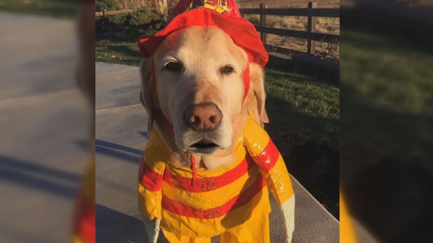 THERAPY DOGS 5PKG.transfer_frame_688 