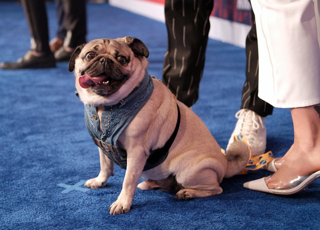 2019 CMT Music Awards - Red Carpet 