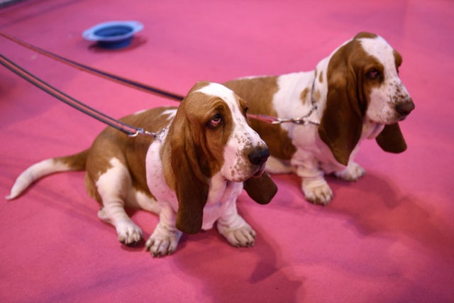 BRITAIN-ANIMAL-CRUFTS 