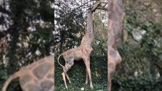 haddonfield giraffe sculpture 
