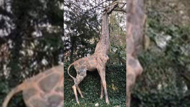 haddonfield-giraffe-sculpture.png 