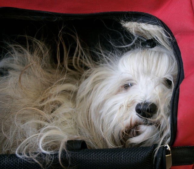 Champion Canines Arrive For Westminster Dog Show 