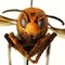 American dad and son die after being stung by swarm of wasps in Laos