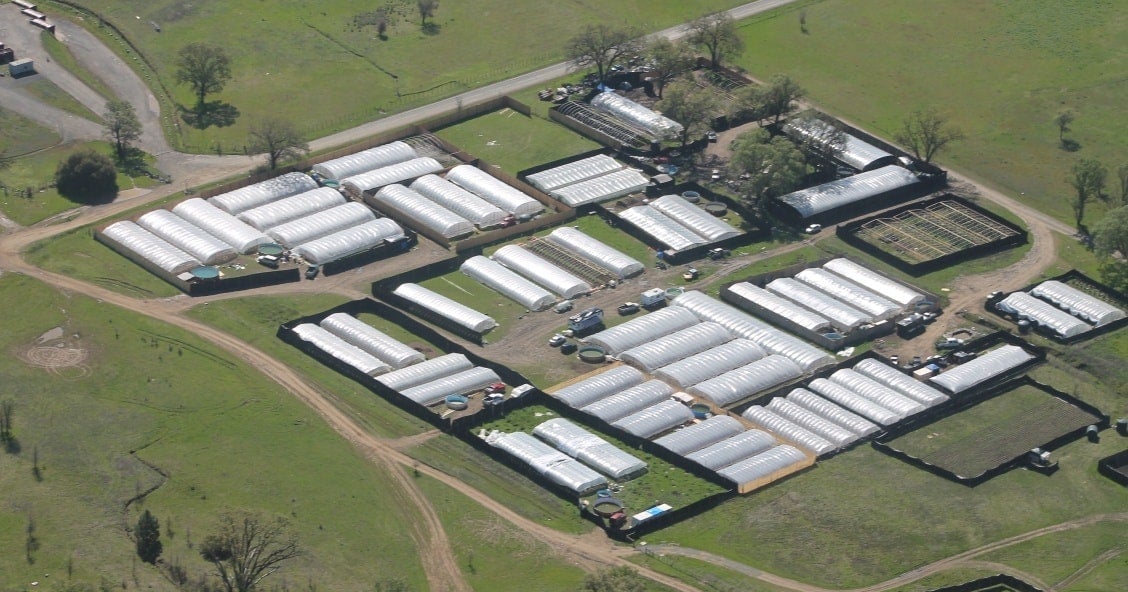 Illegal Pot Farm With 22,000 Plants Found On Mendocino County Tribal