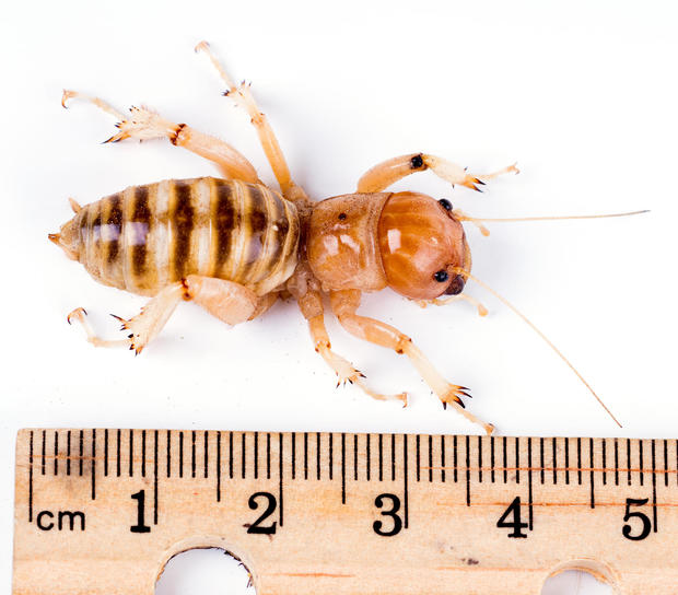 Jerusalem cricket, potato beetle - family Stenopelmatidae. The v 