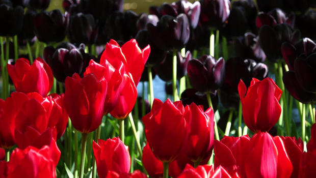 keukenhof-tulip-gardens-in-lisse-netherlands-red-purple-620.jpg 