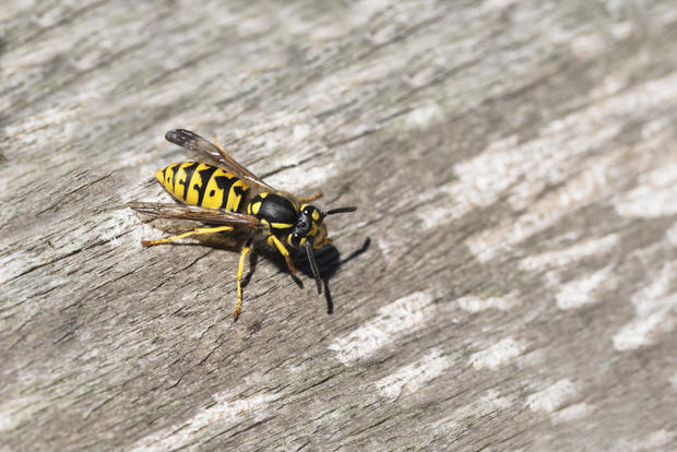 wasp or gyellow jacket on weathered wood looking for material for the nest, the wasp plague in summer is dangerous for allergy sufferers, copy space 