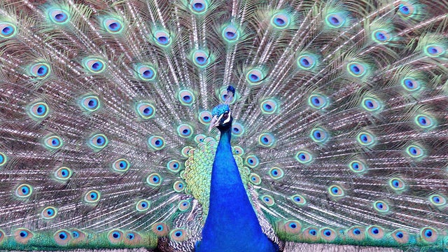 peacock2.jpg 