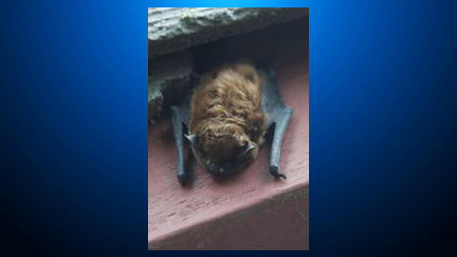 Bat-found-in-Fremont.jpg 