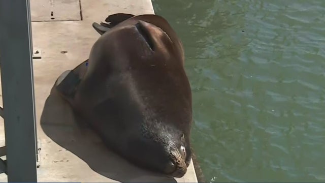 sea-lion.jpg 