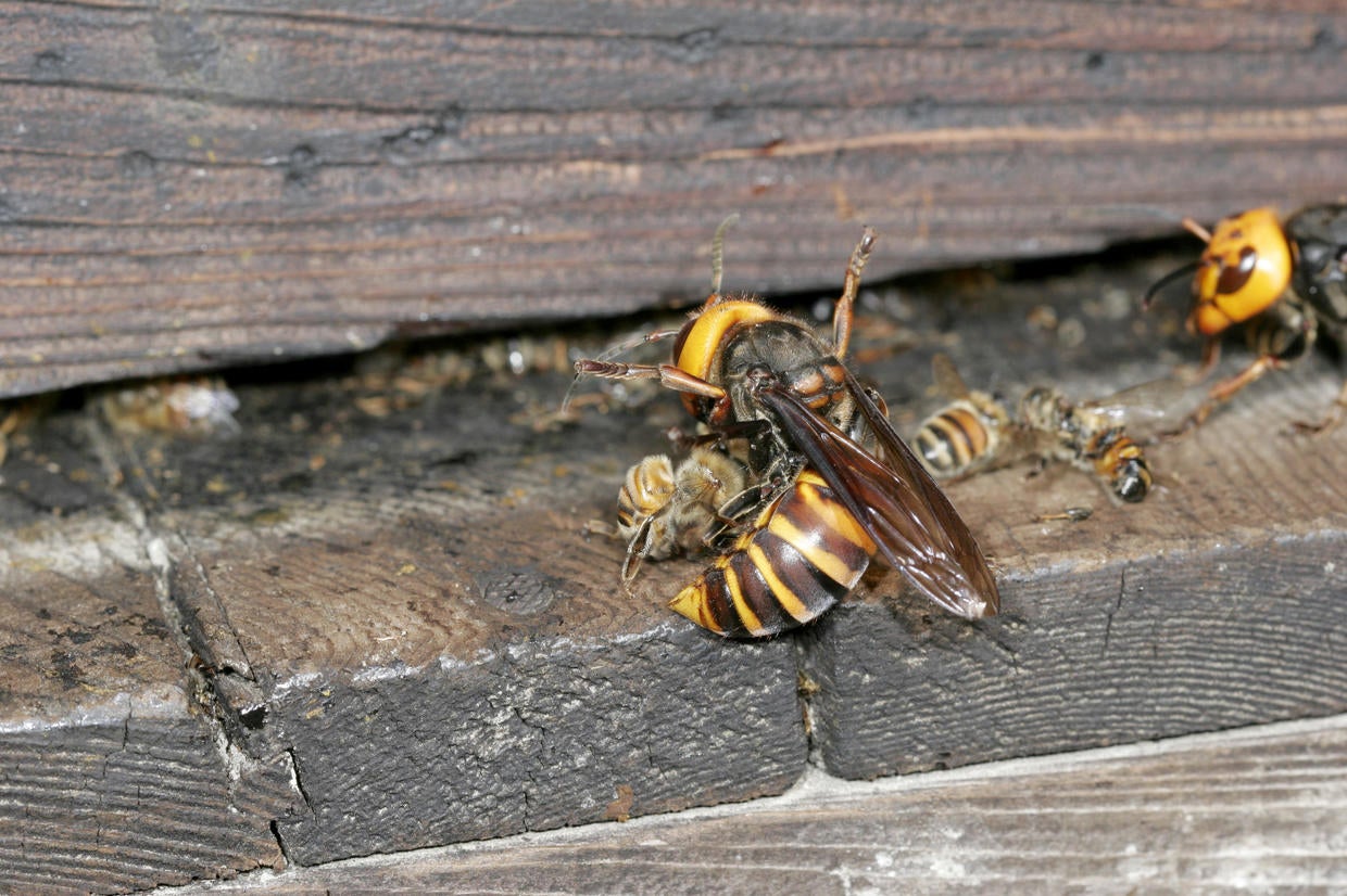 "Murder Hornets" In America: What You Need To Know