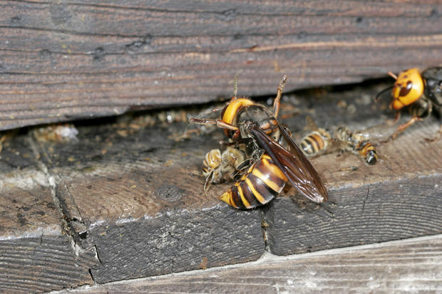 Japanese Giant Hornet, Vespa mandarinia, Bee attacks hornet, Hase Valley, Nagano prefecture, Japan 