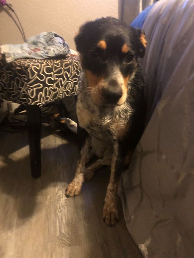 Stolen Truck Pup 1 (dog, from Sam Bruce FB) 