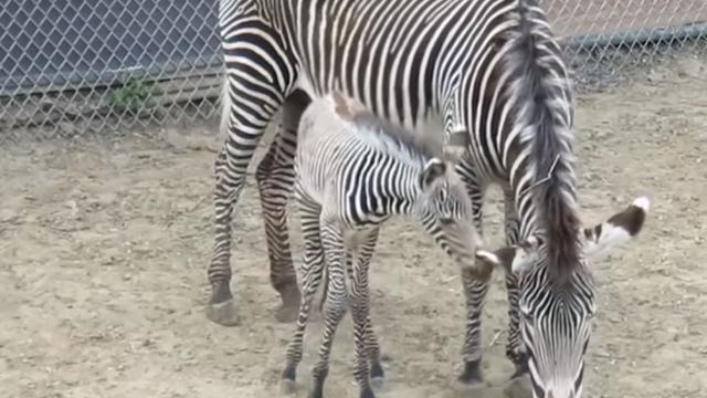 denver-zoo-zebra-1.jpg 