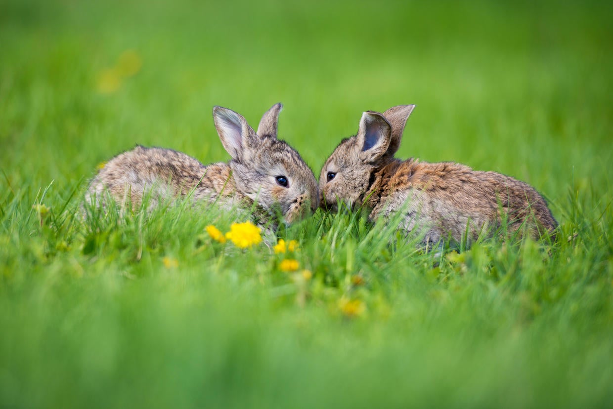 a-new-deadly-virus-spreading-across-u-s-could-decimate-the-rabbit