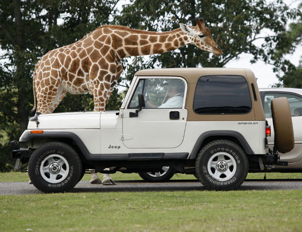 SF Safari - giraffe &amp; jeep 