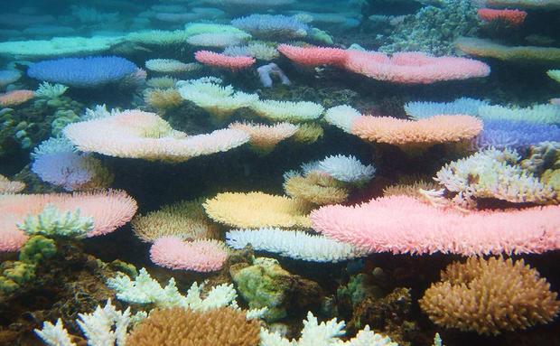 20-26-acropora-corals-colourful-bleaching-phillipines-2010-credit-ryan-goehrung-university-of-washington-web-jpg-sia.jpg 