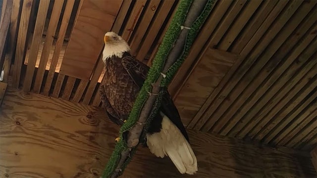 bald-eagle-cambria-county.jpg 