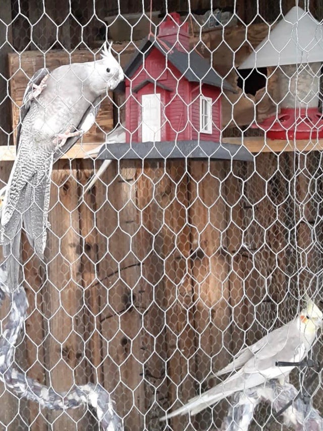 stockton stolen birds 3 