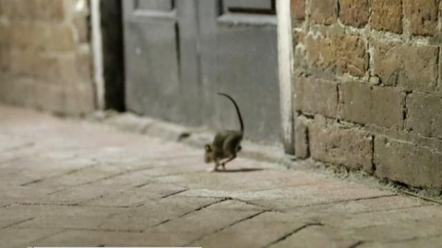 cbsn-fusion-cdc-warns-aggressive-rats-coronavirus-shuts-down-restaurants-thumbnail-490674-640x360.jpg 