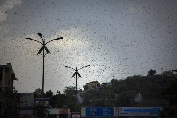 India Locust Invasion 