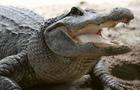 animal-alligator-e1528213492692.jpg 